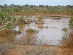 Mosquito activity increases due to flood waters