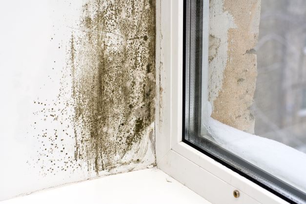 Mould and dampness