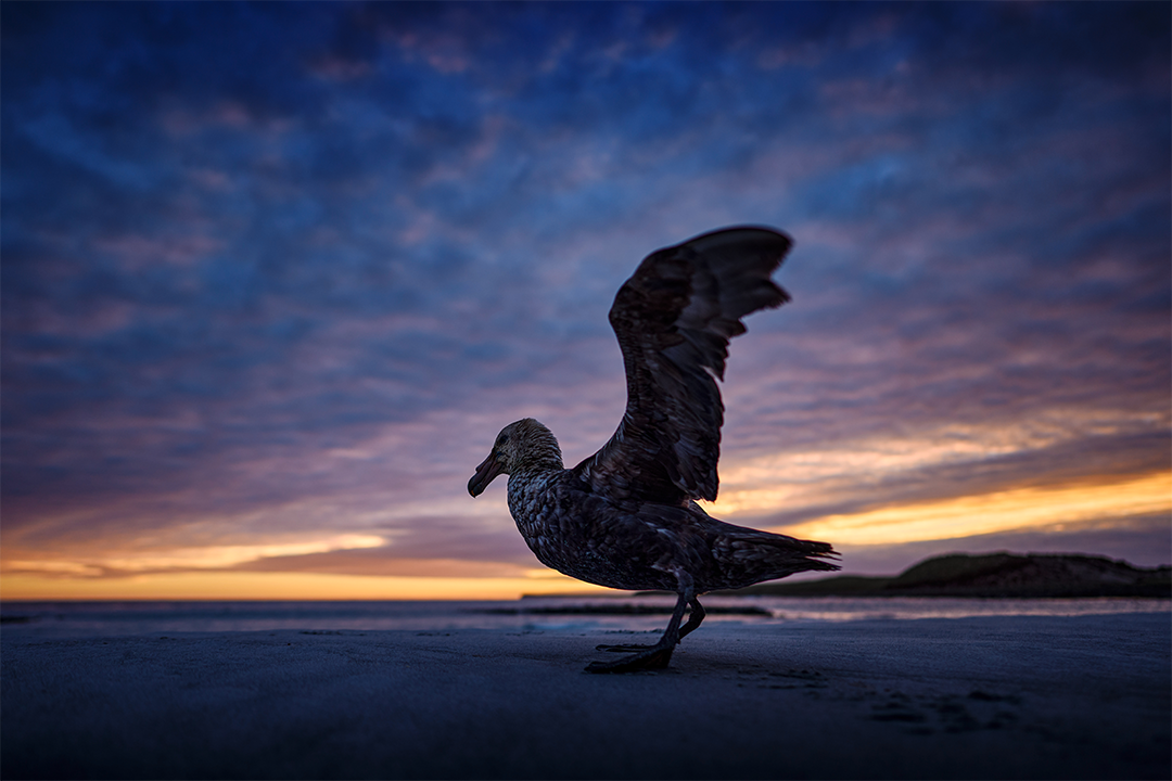 Bird
