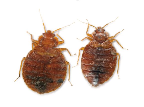Female and male bed bug
