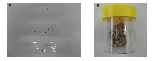 Specimen samples for DI examination