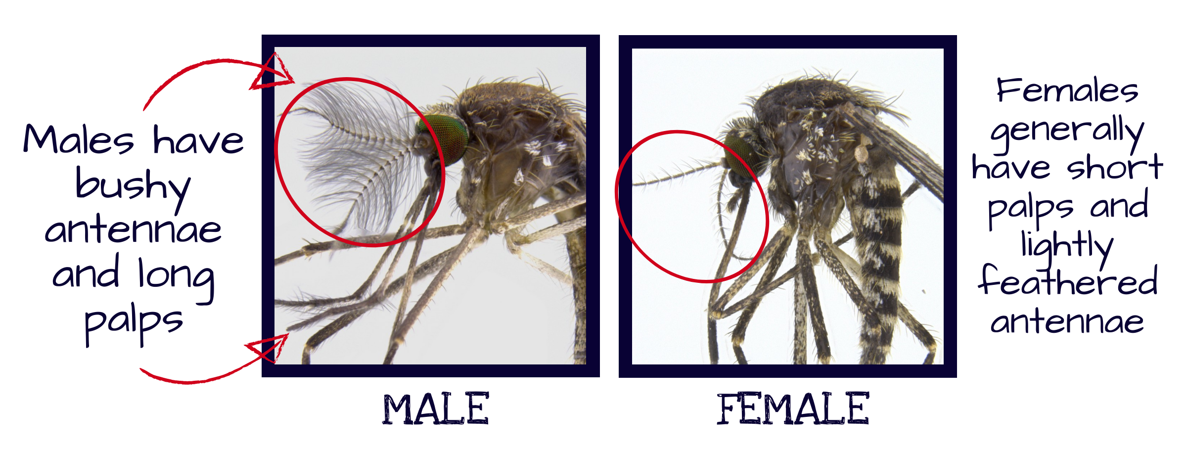 Adult Mosquito Identification 