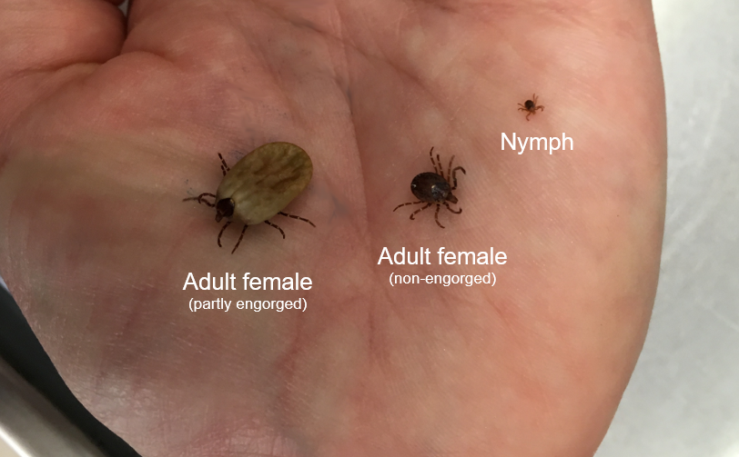 Dog ticks australia online