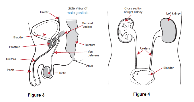 Diagram showing cross section of male penis and abdomen and location of bladder and kidneys