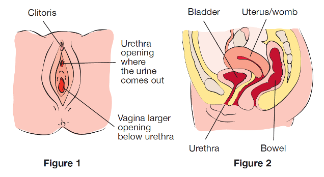 Diagram showing the urethral and vaginal openings on a female 