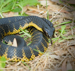 black snake with yellow markings