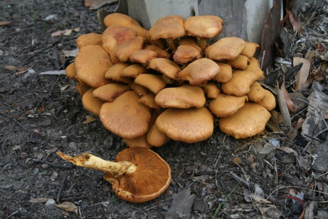 Wild mushrooms