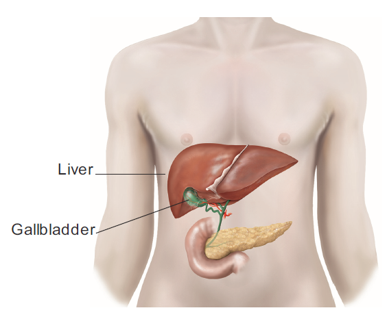 human anatomy showing liver and gallbladder