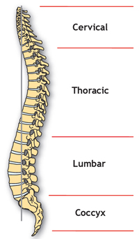 The spinal column showing the 4 different regions – from top, cervical, thoracic, lumbar, coccyx