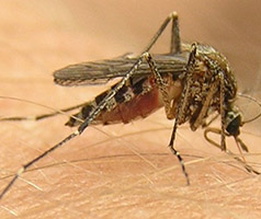 Mosquito on a person's arm